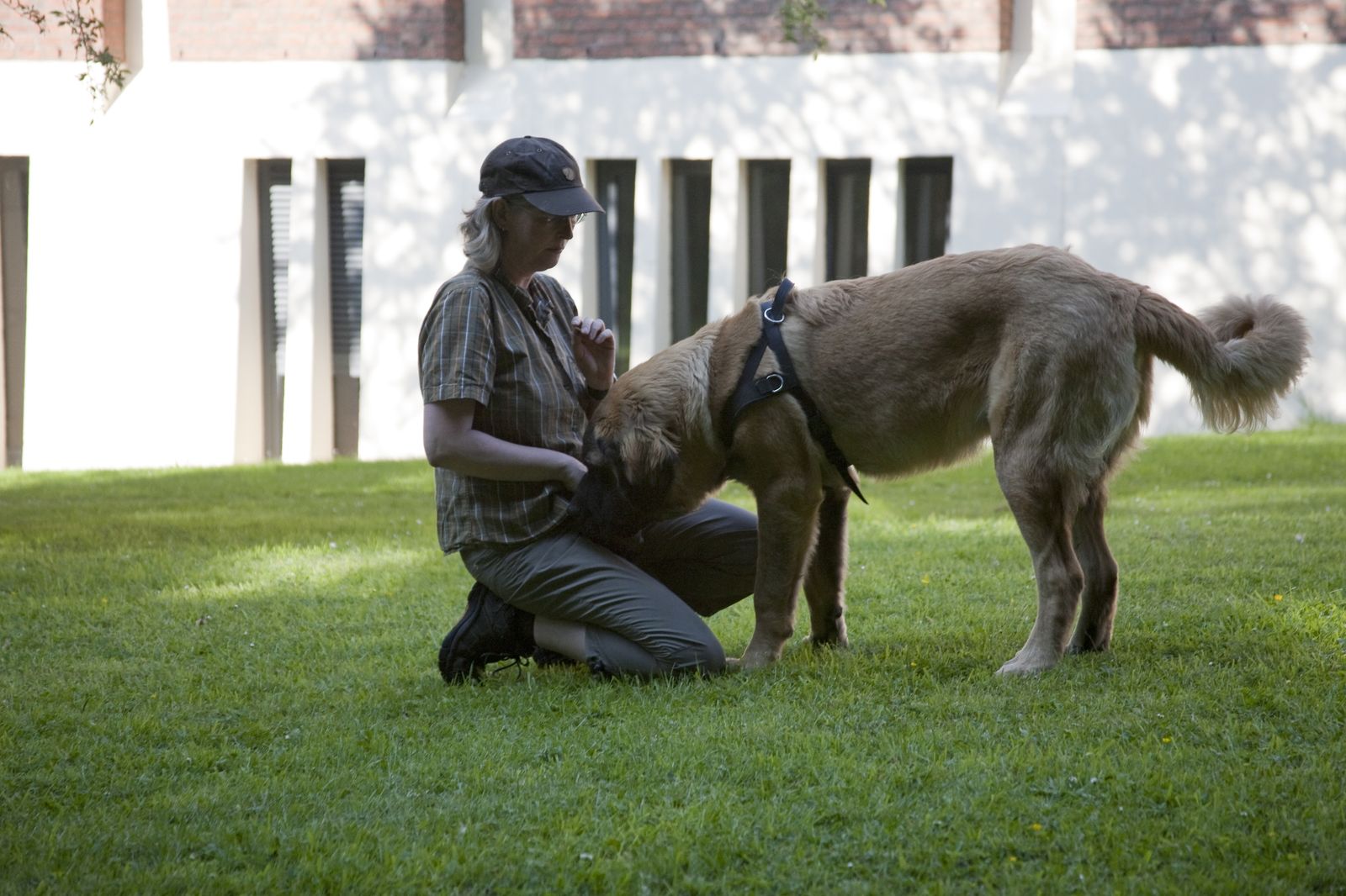 hundeerziehung bei justdog.de