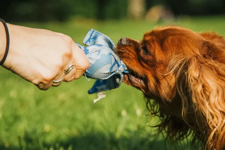 Spiel Mensch und Hund